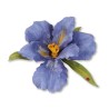 (659256)Sizzix Thinlits Die Set 10PK - Flower, Bearded Iris