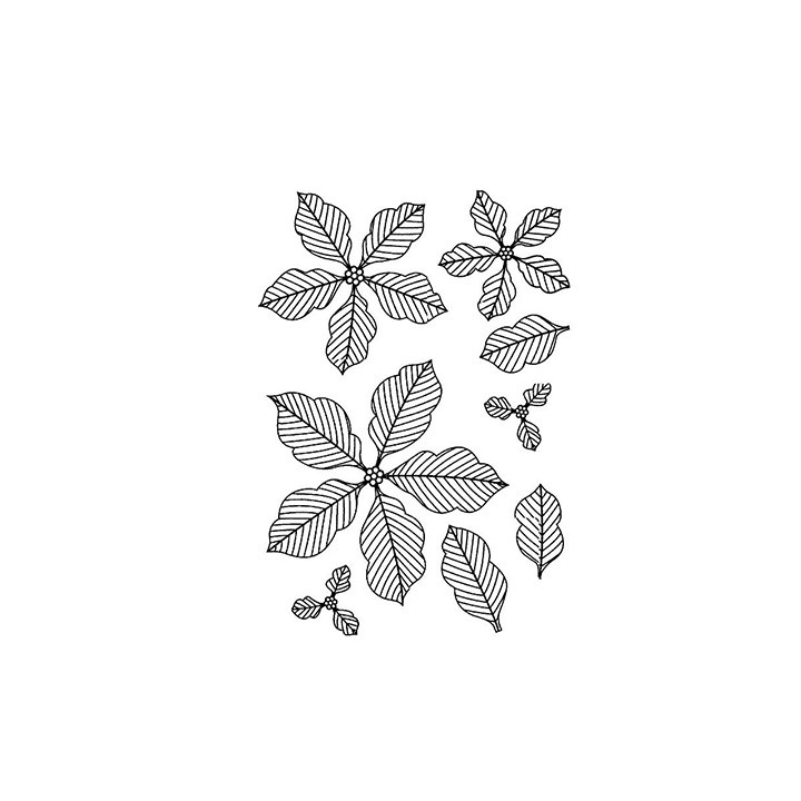 Pinstriped Poinsettias