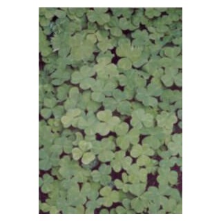 Pergamano vellum clover (1V) (61708)