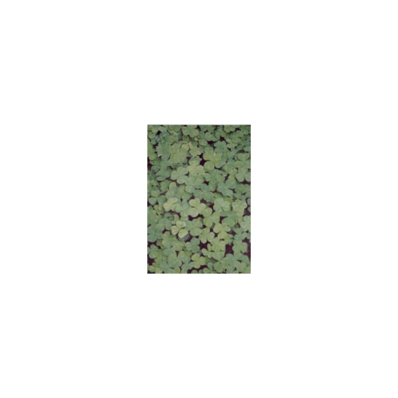 Pergamano vellum clover (1S) (61708)