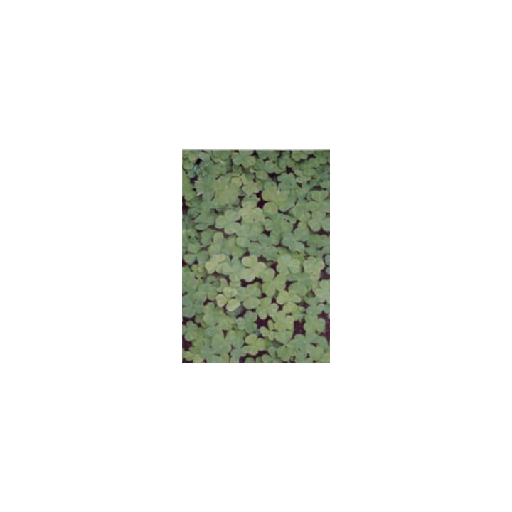 Pergamano vellum clover (1S) (61708)