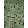 Pergamano vellum clover (1V) (61708)