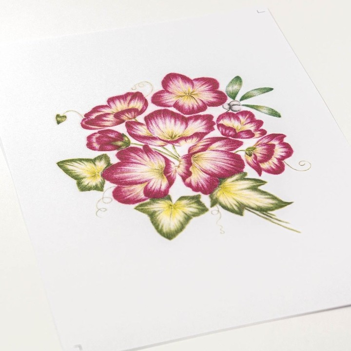 (PER-PA-70417-XX)PERGAMANO - FROSTED FLORAL OVERLAY PACK - CHRISTMAS ROSE