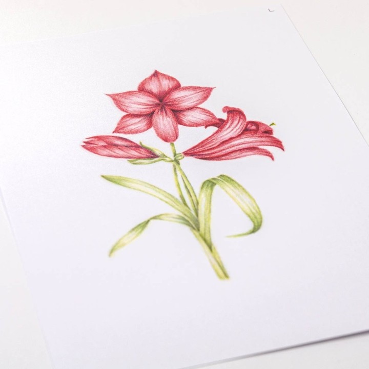 (PER-PA-70416-XX)PERGAMANO - FROSTED FLORAL OVERLAY PACK - AMARYLLIS