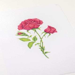 (PER-PA-70419-XX)PERGAMANO - FROSTED FLORAL OVERLAY PACK - ROSE