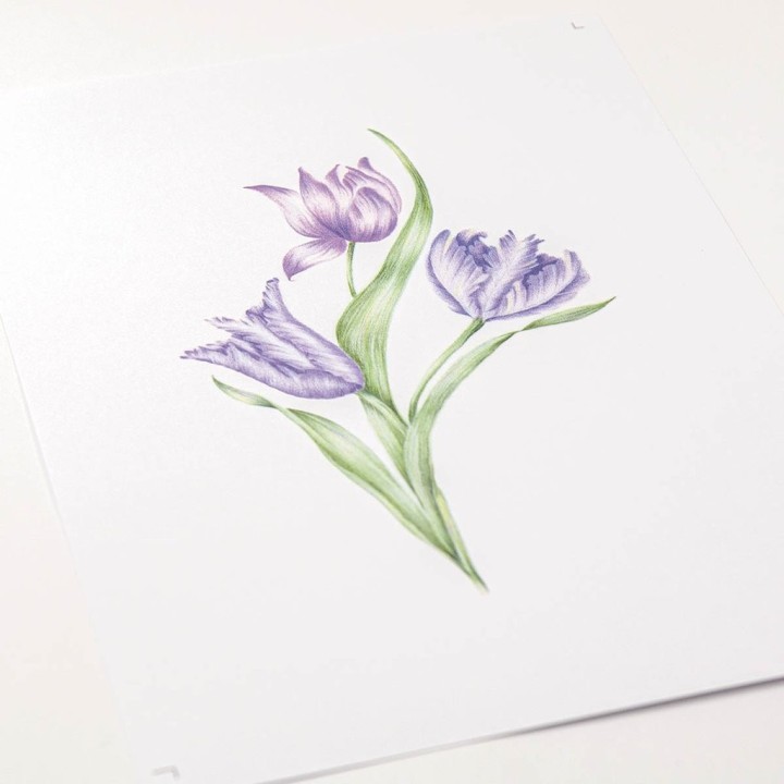 (PER-PA-70420-XX)PERGAMANO - FROSTED FLORAL OVERLAY PACK - TATTY TULIP
