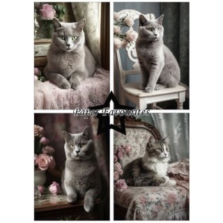 (PFA125)Paper Favorites Shabby Cats A5 Paper Pack